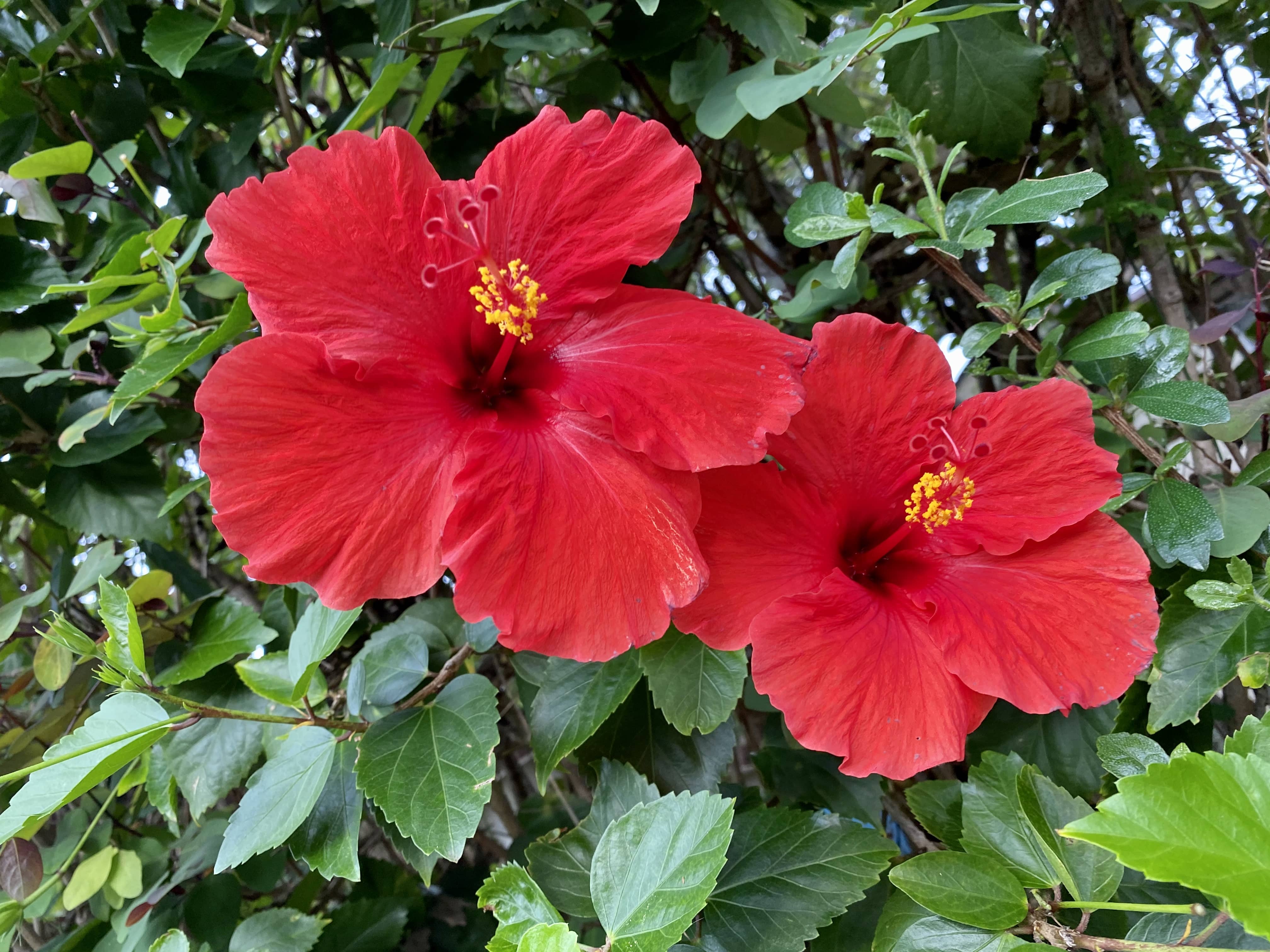 ハワイで見られるカラフルな花と植物15選！開花時期やイベントも紹介